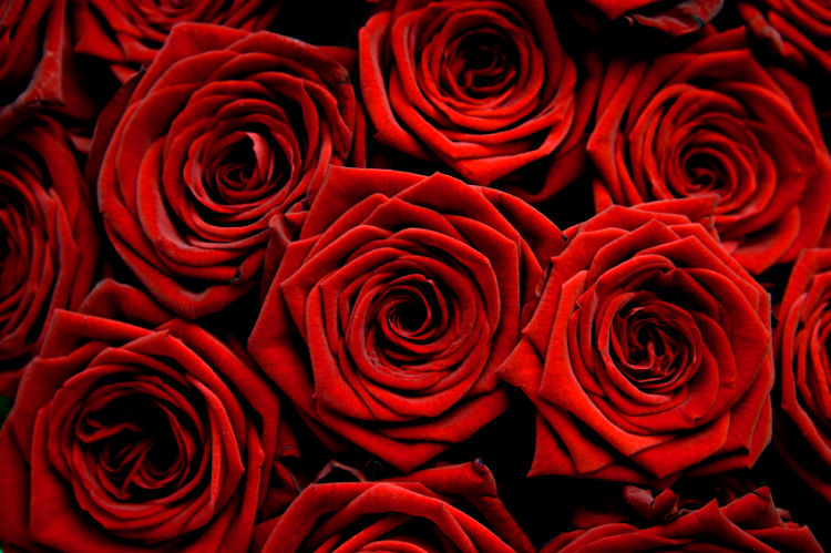  dozen roses for Valentine's Day.